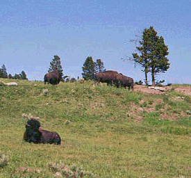Bison