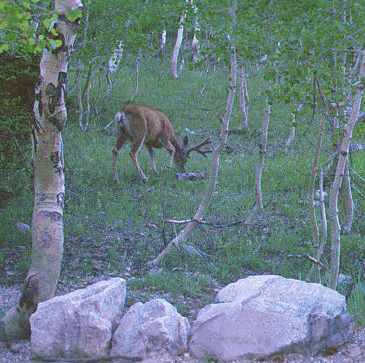 A buck