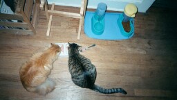 eating