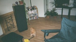 the evil feather duster cornered