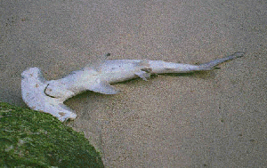 A shark