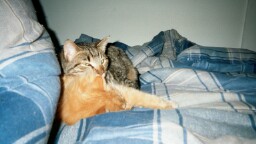sleeping