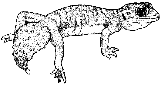 Iguana