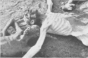 Emaciated corpses in Belsen